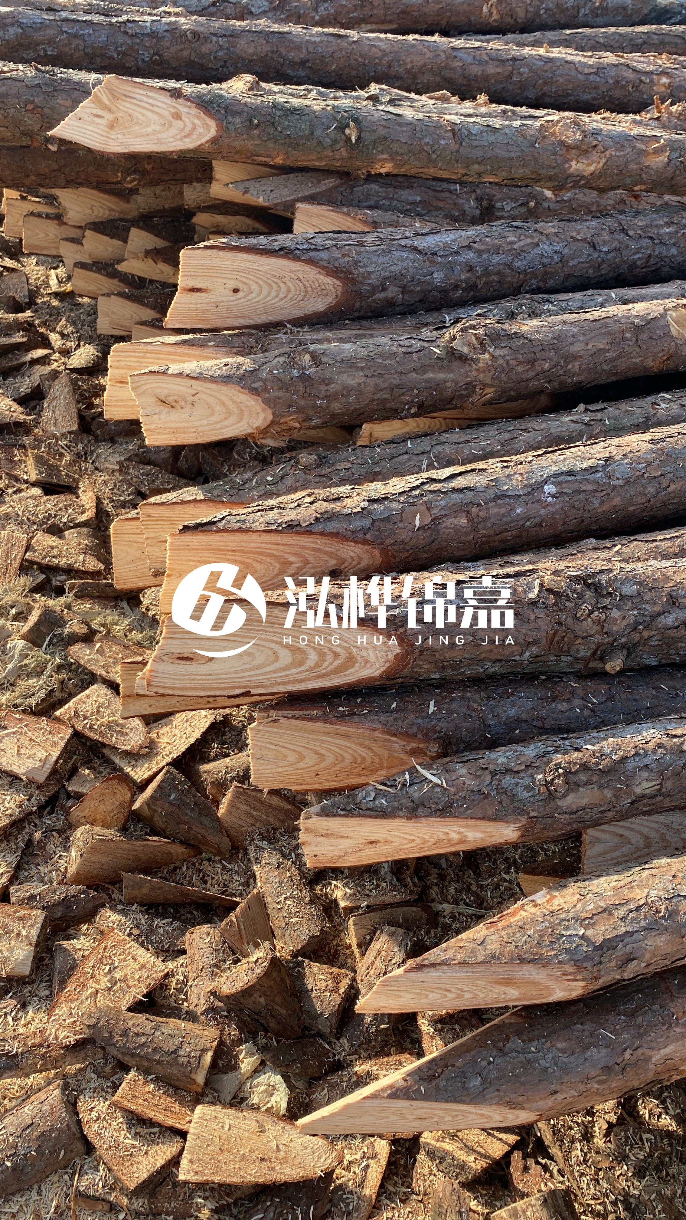 松木樁怎么分辨好壞？學(xué)會(huì)這幾招，輕松分辨松木樁好壞不踩雷！